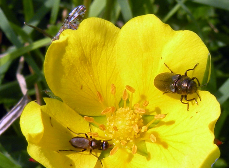 Anthaxia millefolii e Coraebus elatus